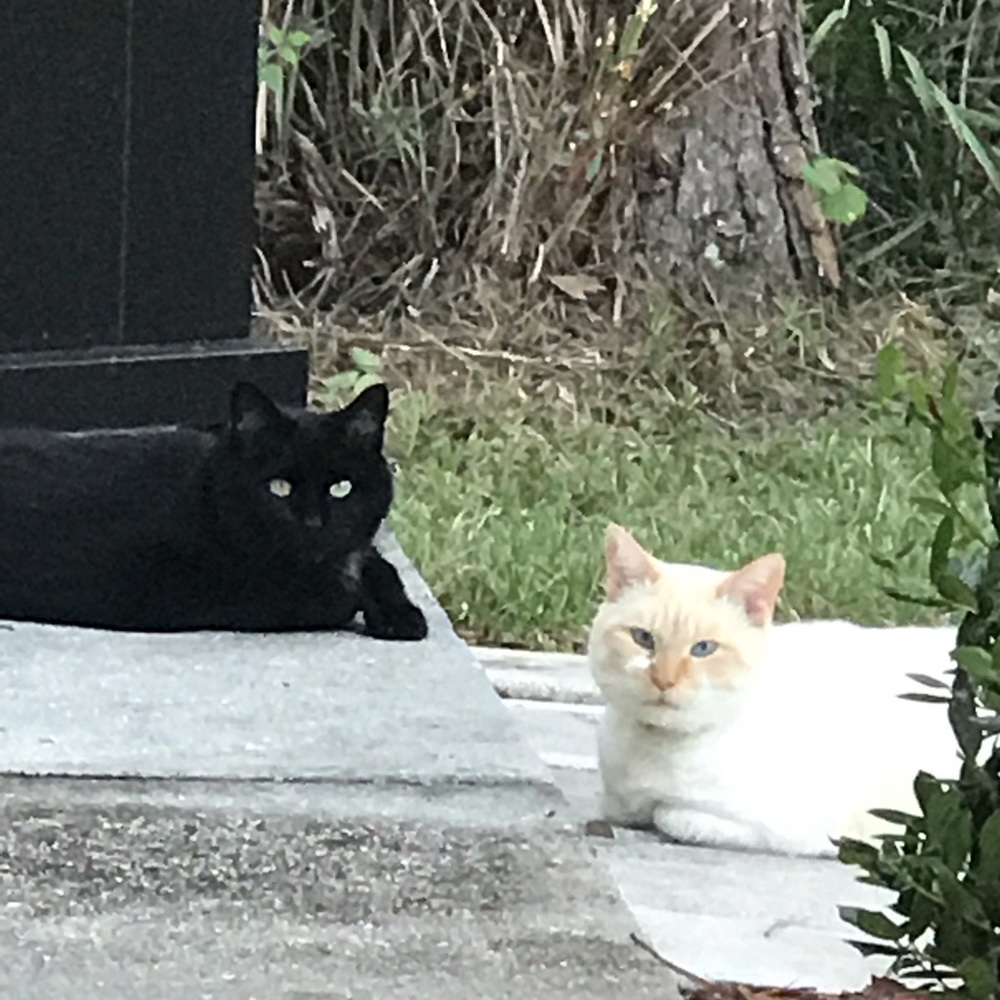 BOGO
